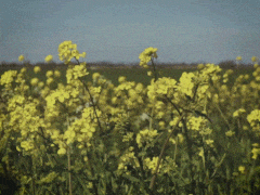 GIF afbeelding
